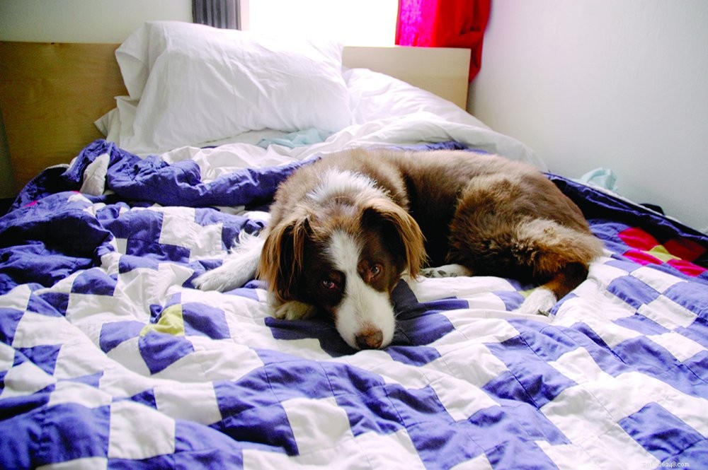 Moet uw hond bij u op bed slapen?