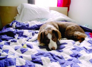 Ska din hund sova på sängen med dig?