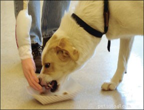 Chování při hlídání nechtěného krmiva pro psy