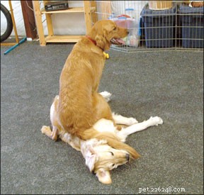 Doggie Daycareは素晴らしい体験になる可能性があります：しかし、それはすべての犬にとってですか？