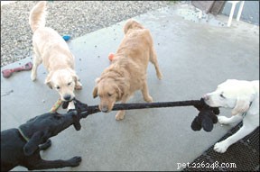 Doggie Daycareは素晴らしい体験になる可能性があります：しかし、それはすべての犬にとってですか？