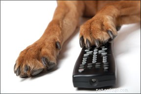 Seu cachorro late para a TV?