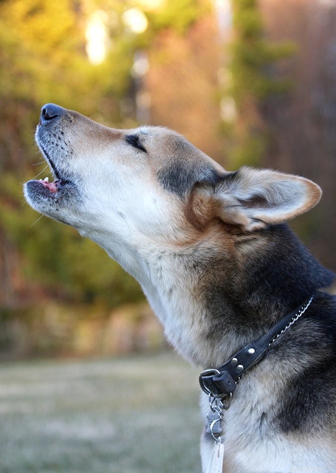 De betekenis achter verschillende hondengeluiden