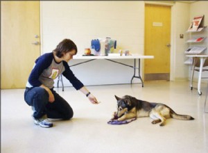 犬と取引して資源保護と戦う 