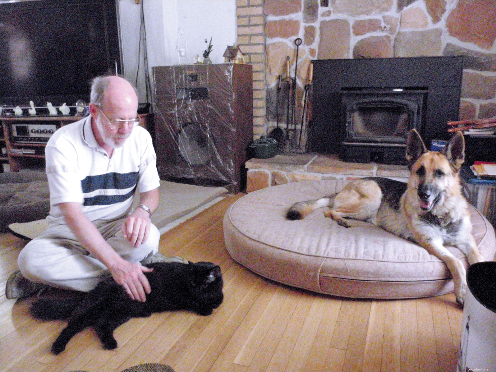 Manutenção da paz entre cães e gatos