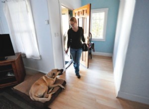 3 kroky, jak vyřešit přehnané chování vašeho psa u dveří