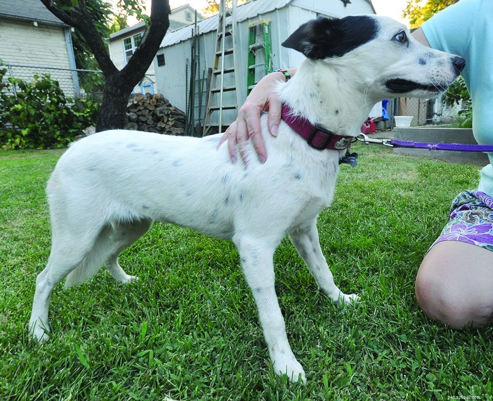 Ansia canina:i cani a terra manterranno il tuo cucciolo a proprio agio?