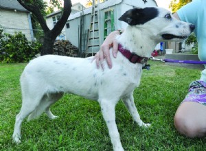 犬の不安：わんわんダウナーはあなたの子犬を楽に保ちますか？ 