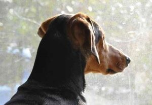Anxiété de séparation chez les chiens :symptômes et comment modifier le comportement