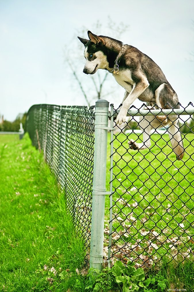 Waarom (en hoe) honden aan hekken ontsnappen