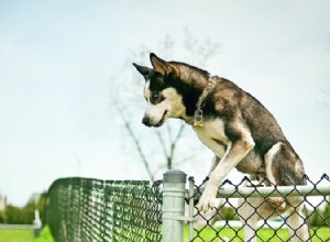 개가 울타리를 탈출하는 이유(및 방법)