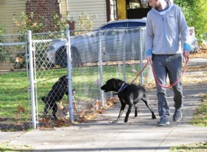 La vie émotionnelle des chiens