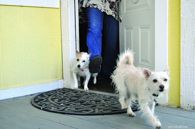 Прекратить шныряние собак по дверям