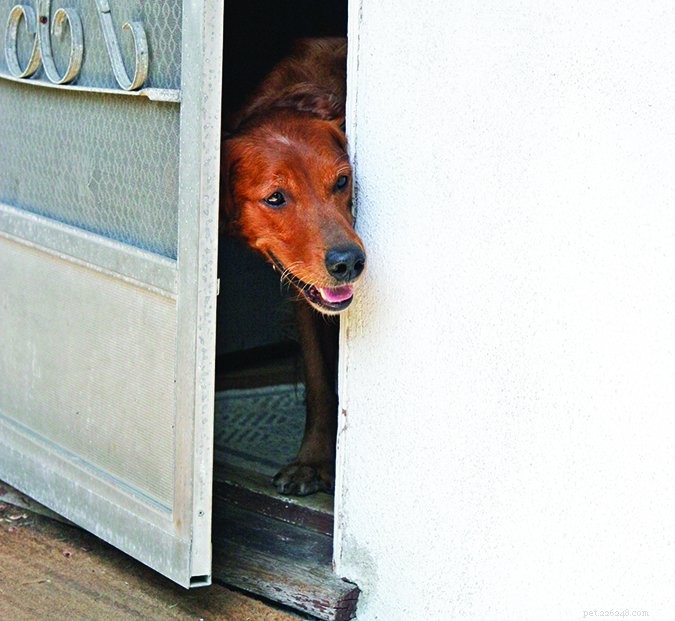 Acabe com os cães que se lançam na porta
