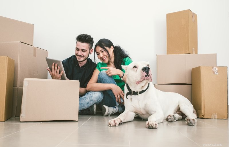 Verhuizen met honden:alles wat u moet weten