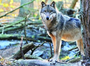 Chiens contre loups