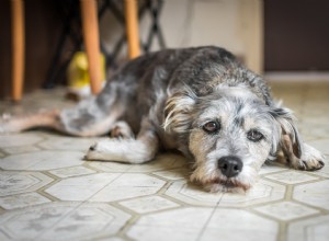 Je můj pes v depresi?