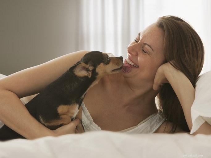 Psí polibky:Opravdu vás váš pes líbá? 