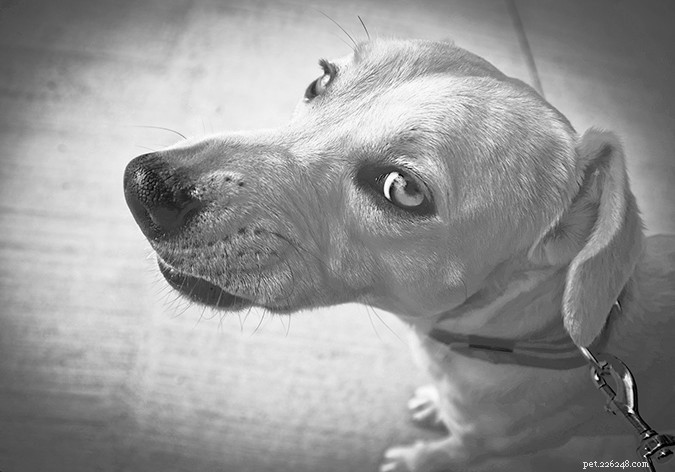 Co způsobuje agresivní chování psů?