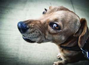 Co způsobuje agresivní chování psů?