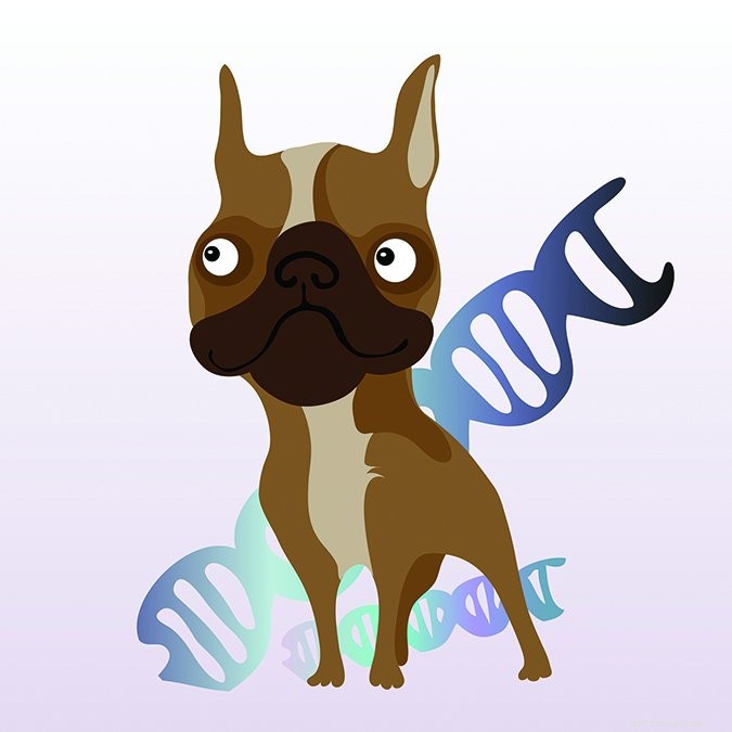 Dépistage de la santé génétique des chiens
