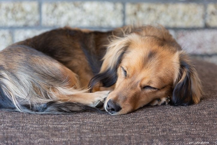 개에게 필요한 수면 시간은?