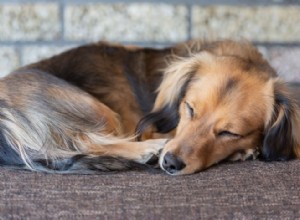 개에게 필요한 수면 시간은?