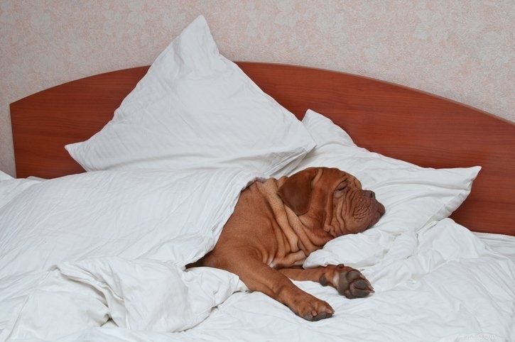 Kolik spánku potřebují psi?