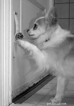 Träna din hund som mål att ringa på en dörr