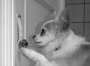 Träna din hund som mål att ringa på en dörr