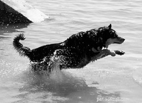 La natation est un excellent exercice pour les chiens