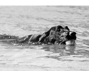 Плавание — отличное упражнение для собак