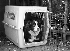 Former correctement votre chien dans une cage