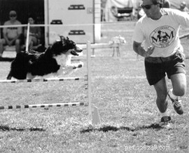 Addestramento di agilità canina:l ultimo sport di squadra