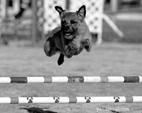 Holistische hondenverzorging en holistische controles voor atletische honden