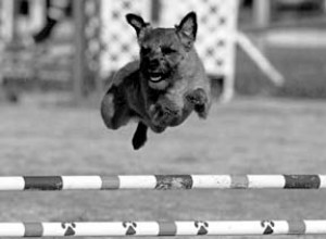 運動犬のためのホリスティックドッグケアとホリスティックチェック 