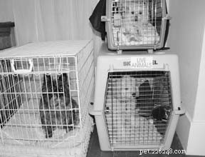 Трудности содержания собак в клетке
