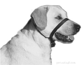 Recomendações de treinamento de cães