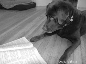 Ensinando seu cão a ler