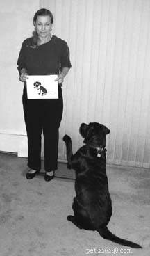 Insegnare a leggere al tuo cane