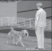Een hond leren apporteren