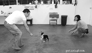 男性と女性に関する一貫した犬の訓練 