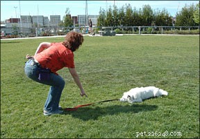 Os 5 erros mais comuns no treinamento de cães