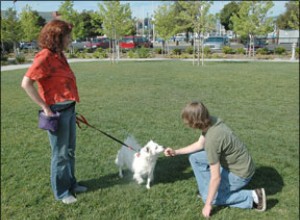 Os 5 erros mais comuns no treinamento de cães