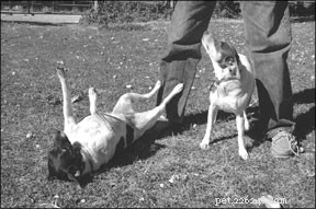 Treinamento de cães usando técnicas positivas