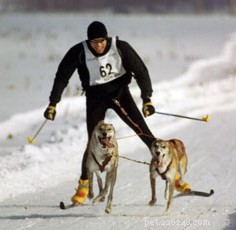 Activités hivernales que vous pouvez pratiquer avec votre chien