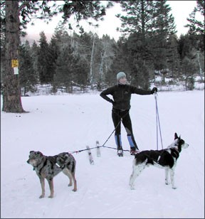 Activités hivernales que vous pouvez pratiquer avec votre chien