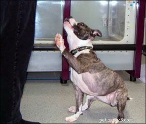 Hundsport och korrekt förebyggande av hundskador genom konditionering