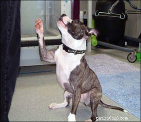 Sport canini e corretta prevenzione delle lesioni canine attraverso il condizionamento