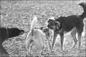 Esportes caninos e prevenção adequada de lesões caninas por meio de condicionamento